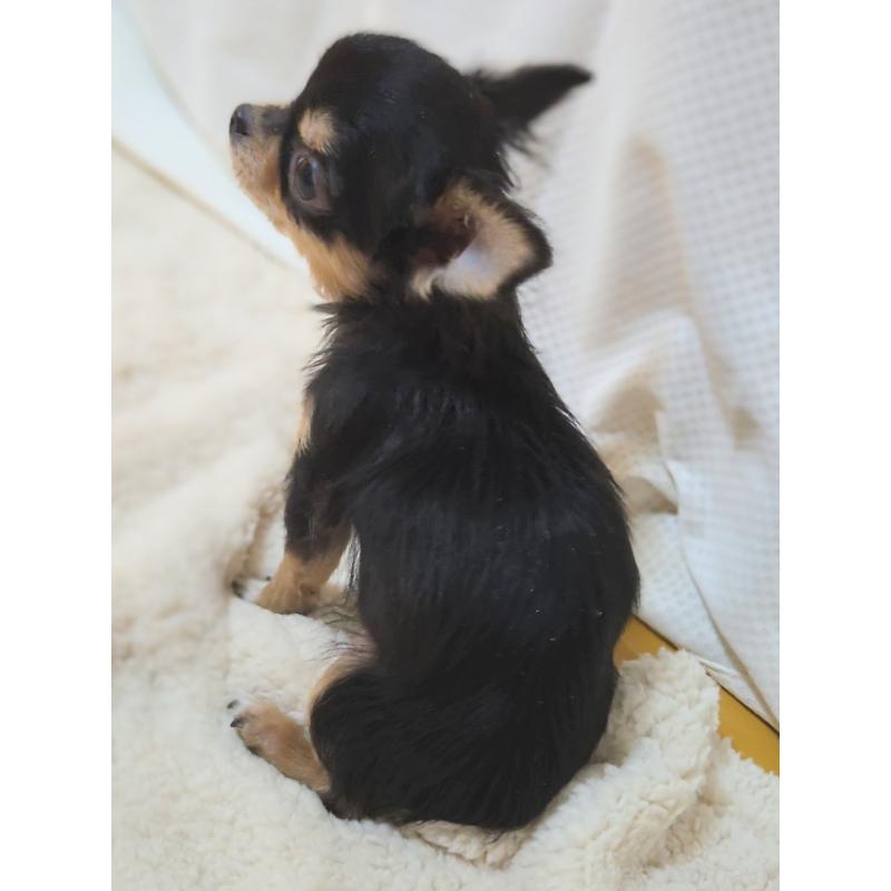 販売中の群馬県のチワワ(ロングコート)-432526の2枚目