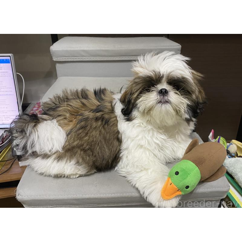 販売中の京都府のシーズー-424804の7枚目