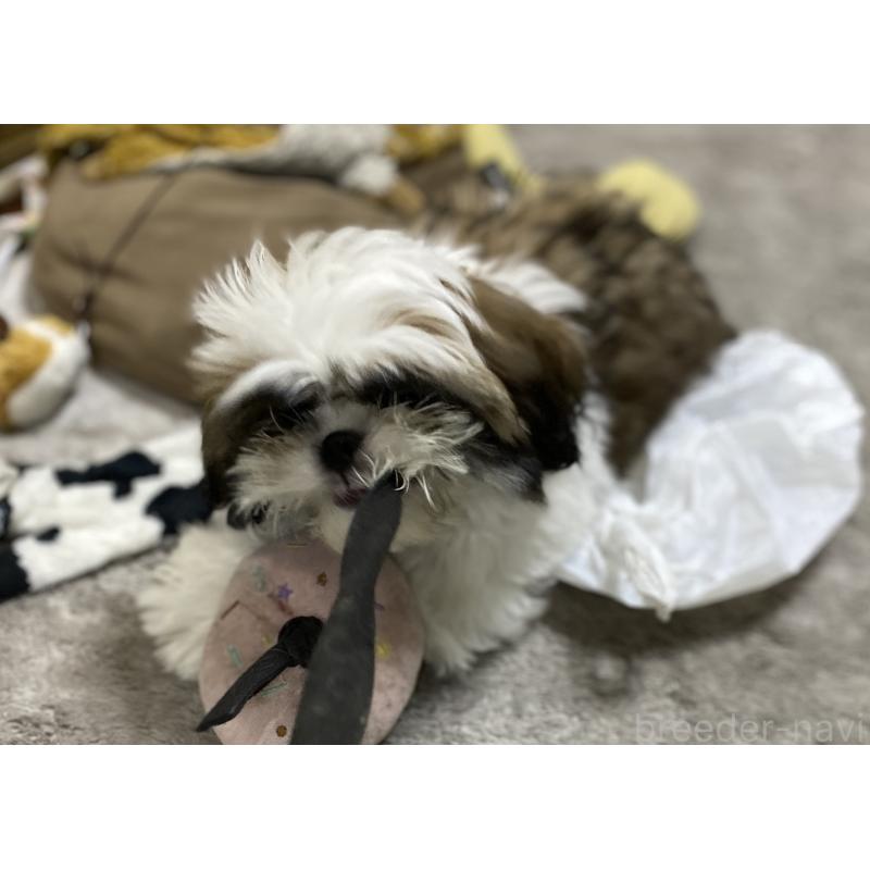 販売中の京都府のシーズー-424804の6枚目