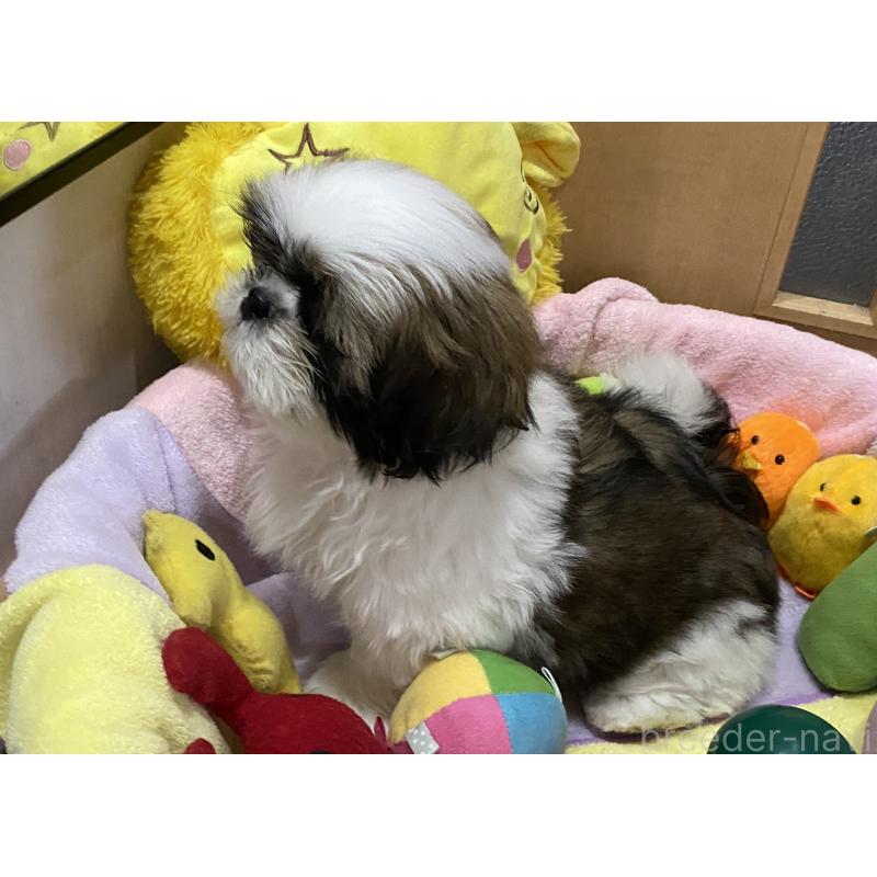 販売中の京都府のシーズー-424804の4枚目