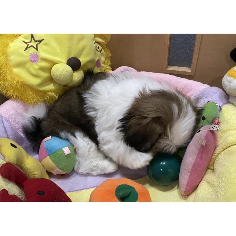 販売中の京都府のシーズー-424804の3枚目