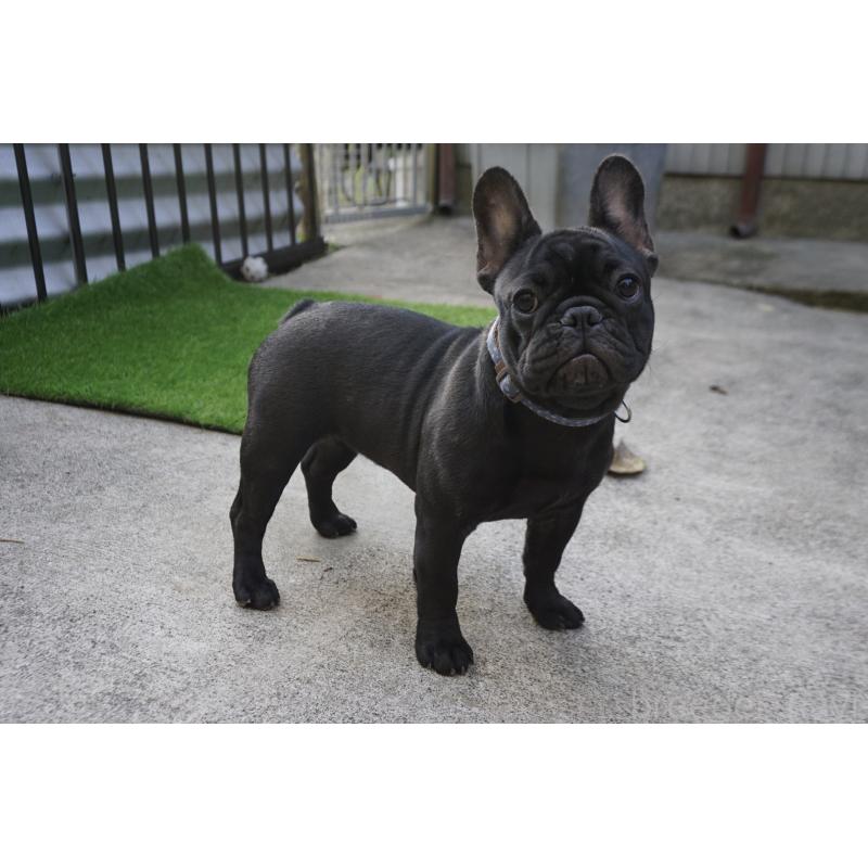 販売中の鹿児島県のフレンチブルドッグ-410452の7枚目