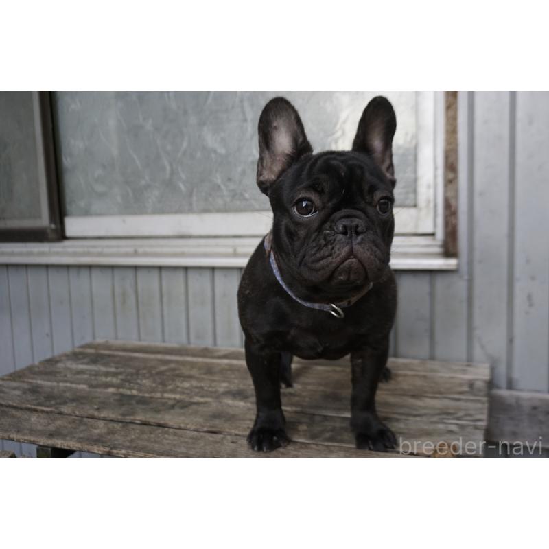 販売中の鹿児島県のフレンチブルドッグ-410452の6枚目