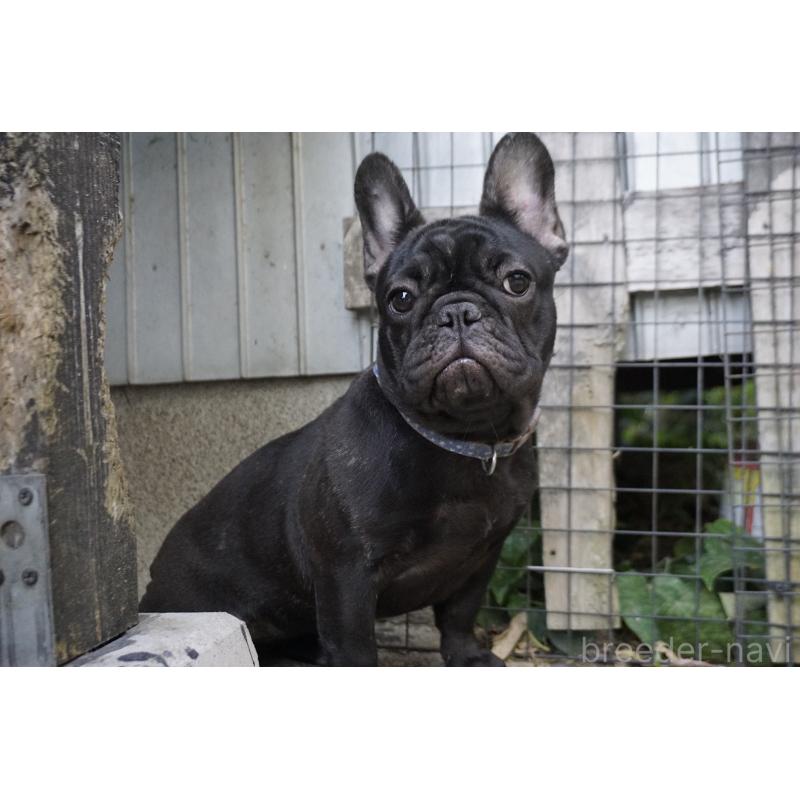 販売中の鹿児島県のフレンチブルドッグ-410452の4枚目