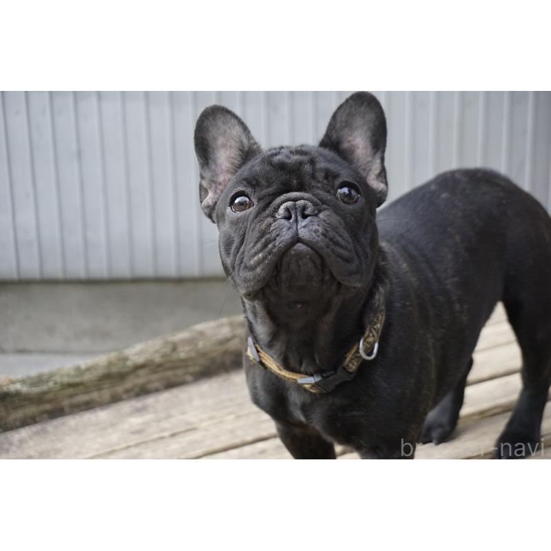 販売中の鹿児島県のフレンチブルドッグ-410450の5枚目