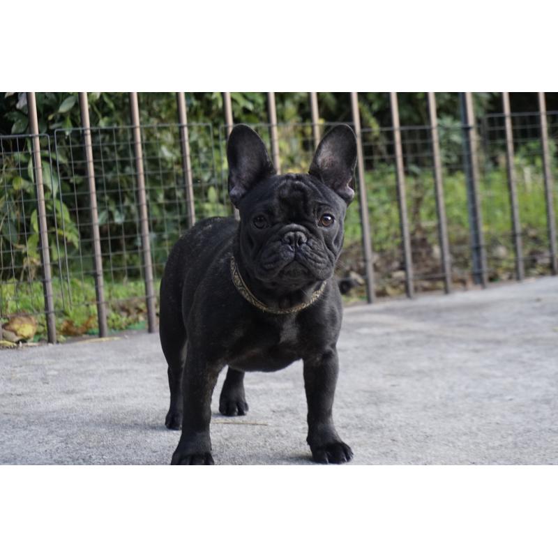 販売中の鹿児島県のフレンチブルドッグ-410450の4枚目