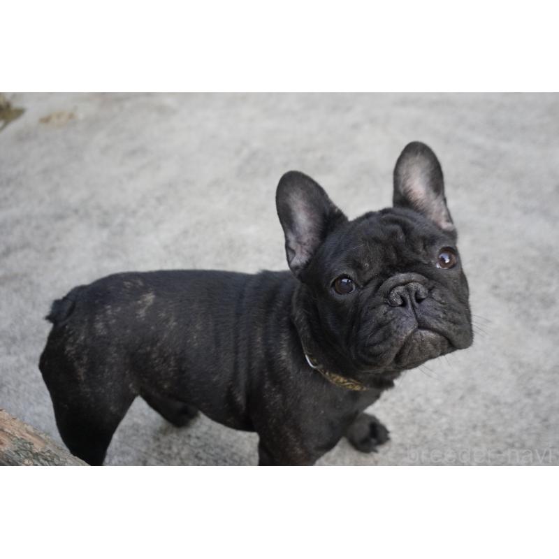 販売中の鹿児島県のフレンチブルドッグ-410450の2枚目