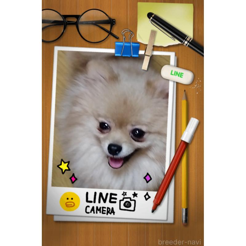 ❇いくら❇ちゃん1枚目