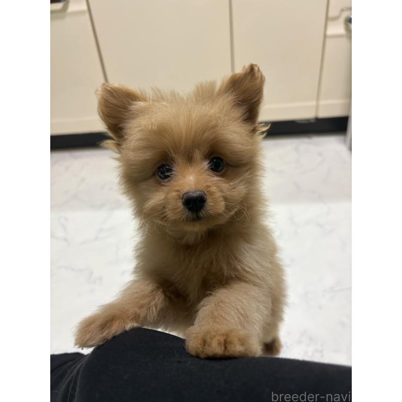 販売中の茨城県のポメプー:ポメラニアン×トイプードル-429917の4枚目