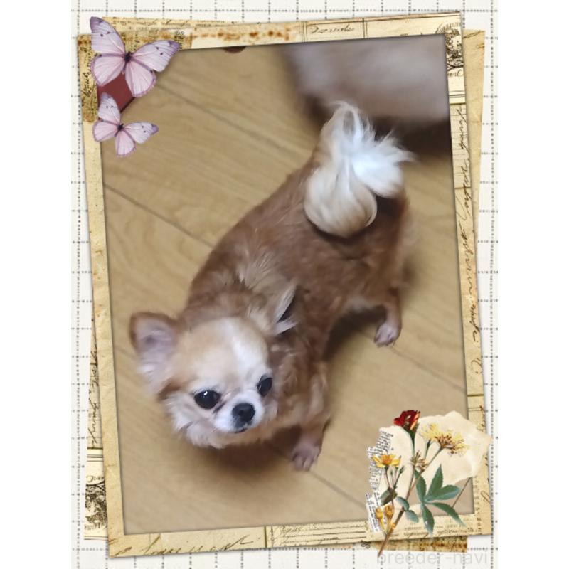 NANAちゃん1枚目