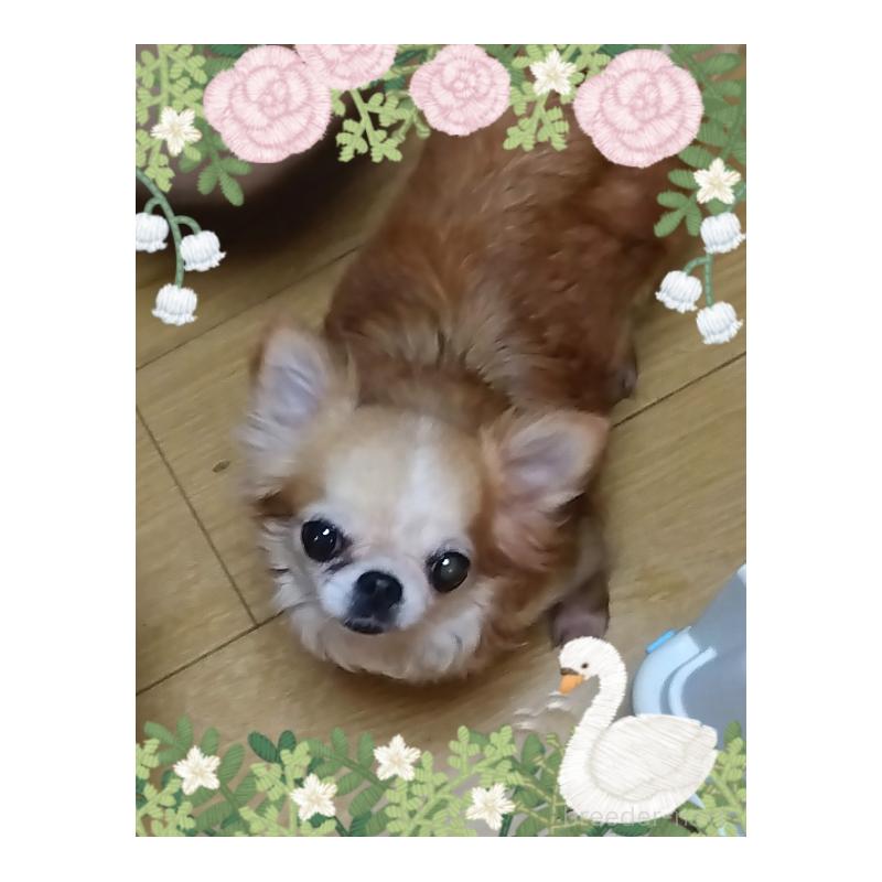 NANAちゃん1枚目