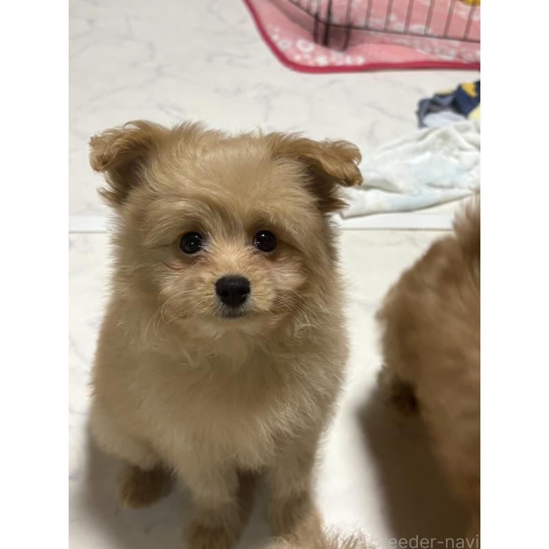 販売中の茨城県のポメプー:ポメラニアン×トイプードル-429918の3枚目