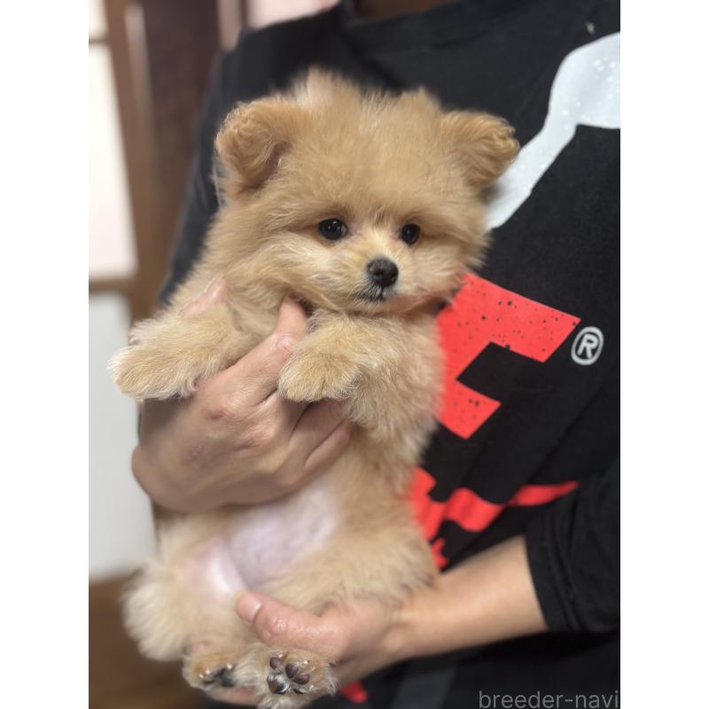 商談中の茨城県のポメプー:ポメラニアン×トイプードル-429919の8枚目