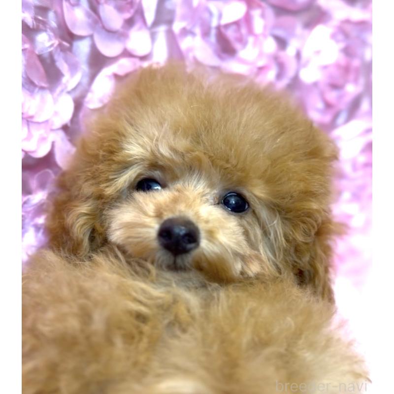 販売中の香川県のタイニープードル-408918の4枚目