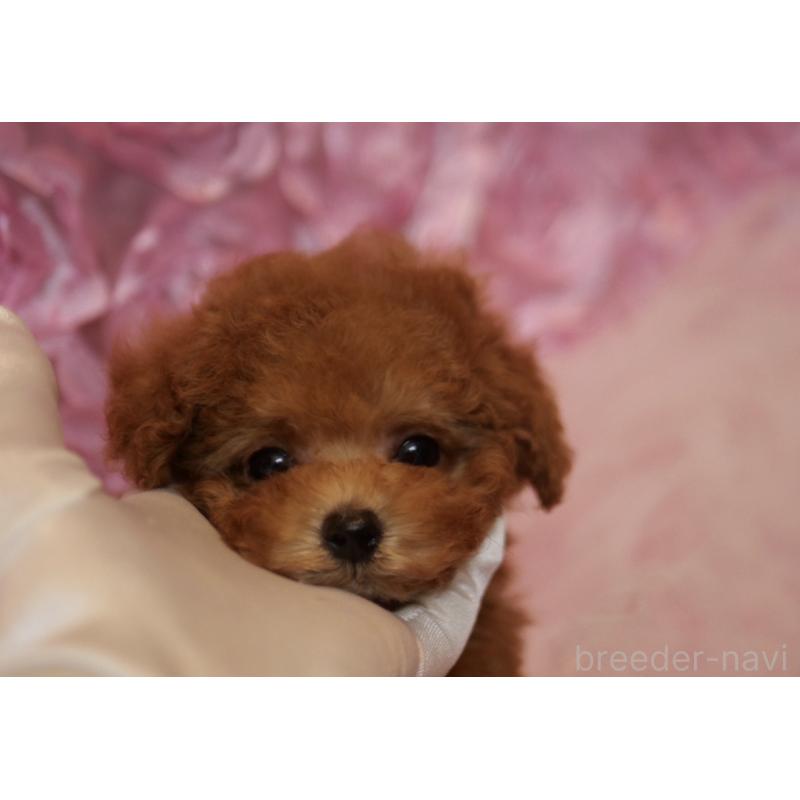 販売中の香川県のティーカッププードル-421415の4枚目