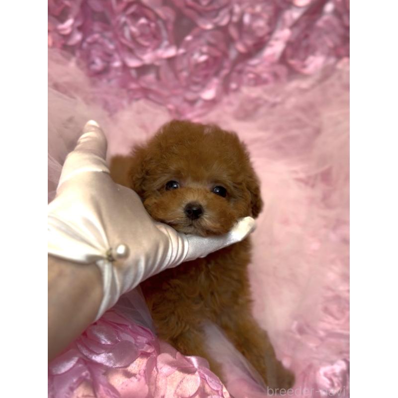 販売中の香川県のティーカッププードル-421415の3枚目