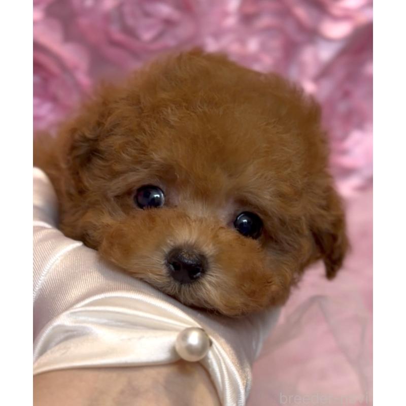 販売中の香川県のティーカッププードル-421415の2枚目