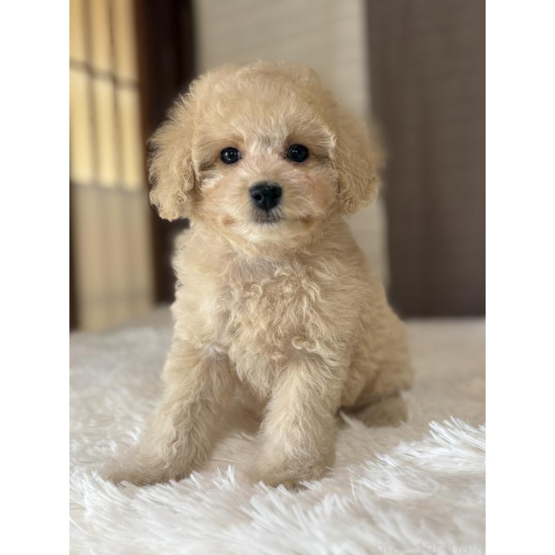 販売中の茨城県のミックス犬-429921の7枚目