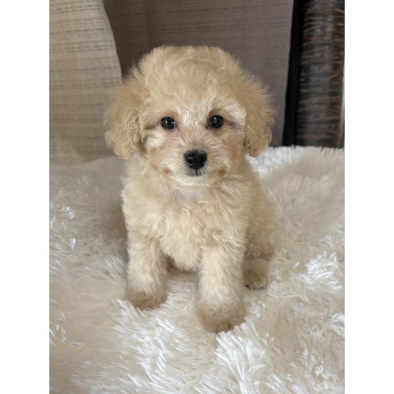 販売中の茨城県のミックス犬-429921の6枚目