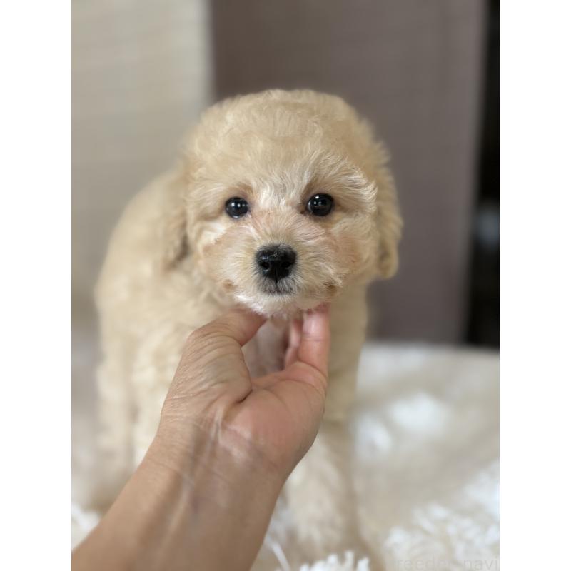 販売中の茨城県のミックス犬-429921の5枚目