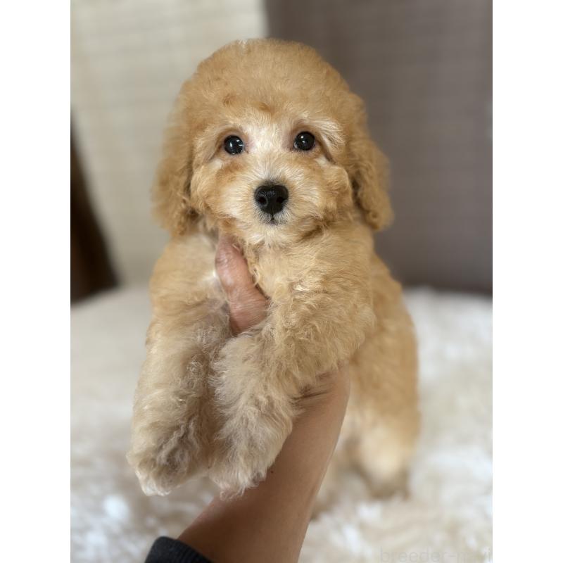 販売中の茨城県のミックス犬-429922の5枚目