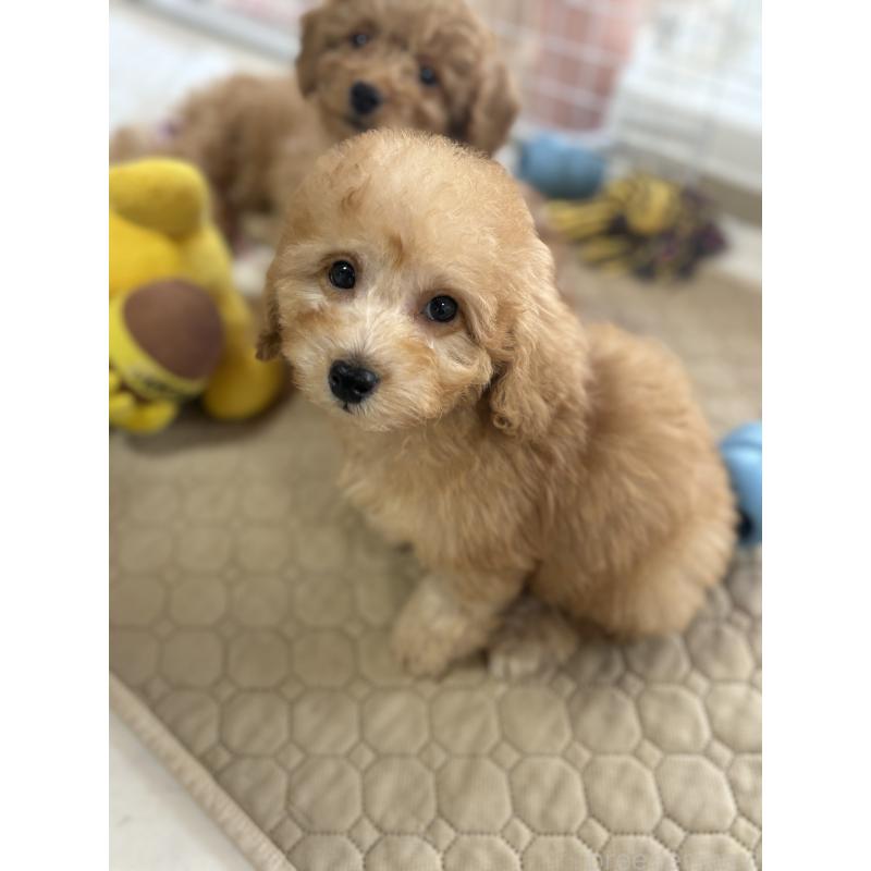 販売中の茨城県のミックス犬-429922の4枚目