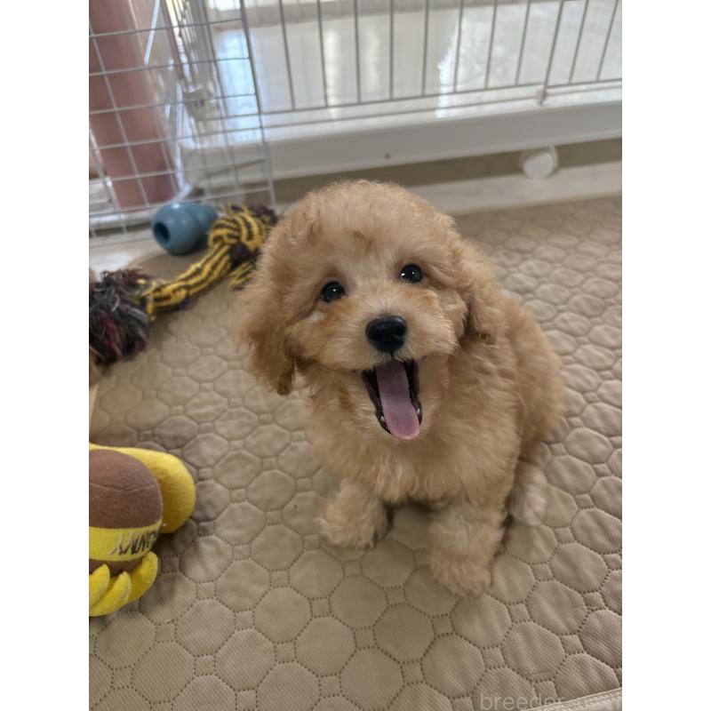 販売中の茨城県のミックス犬-429922の3枚目