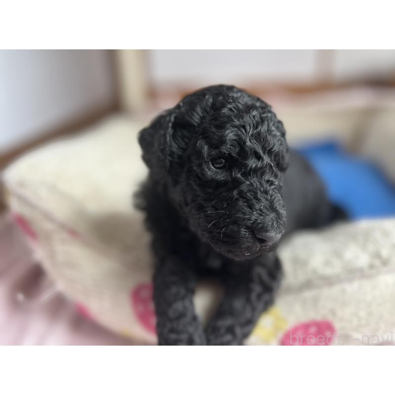 成約済の香川県のスタンダードプードル-428240の5枚目