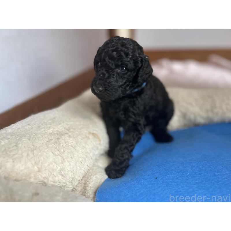 成約済の香川県のスタンダードプードル-428240の3枚目