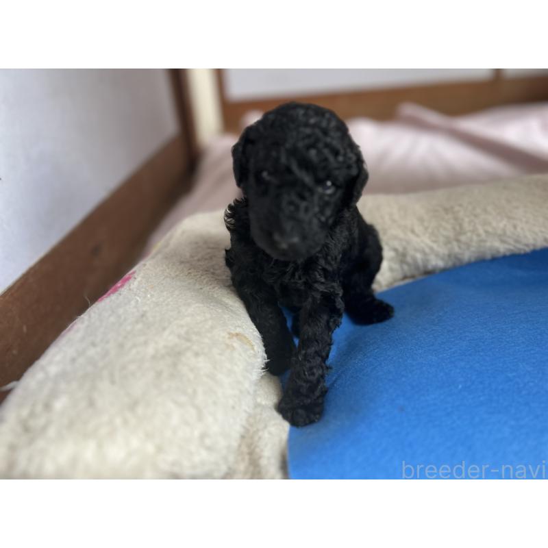 成約済の香川県のスタンダードプードル-428240の2枚目