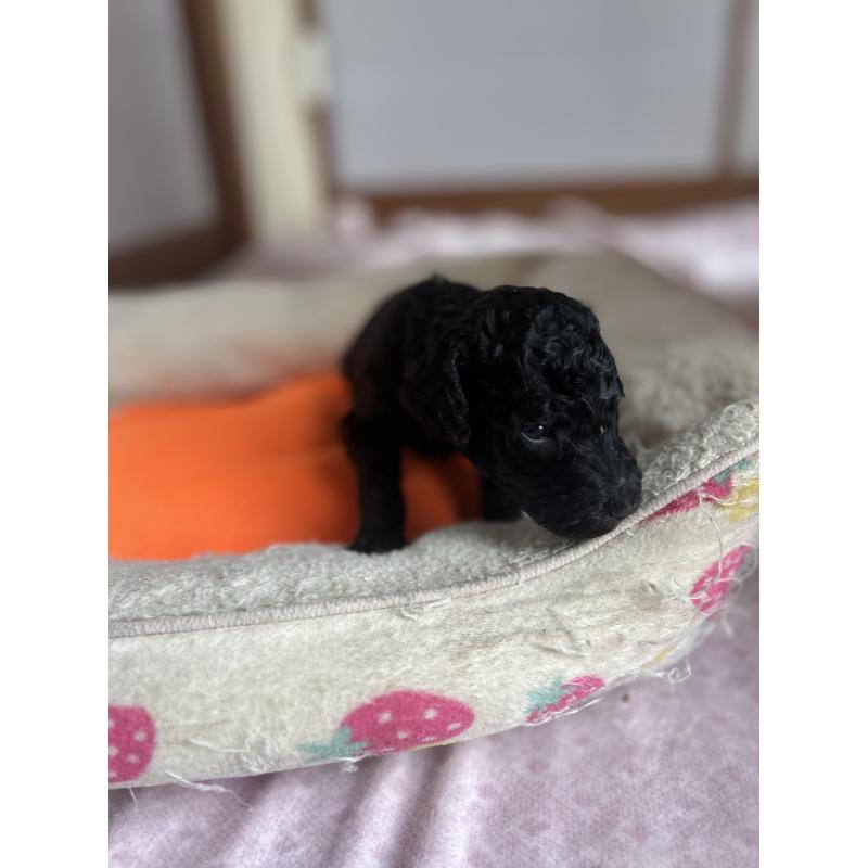 成約済の香川県のスタンダードプードル-428370の7枚目