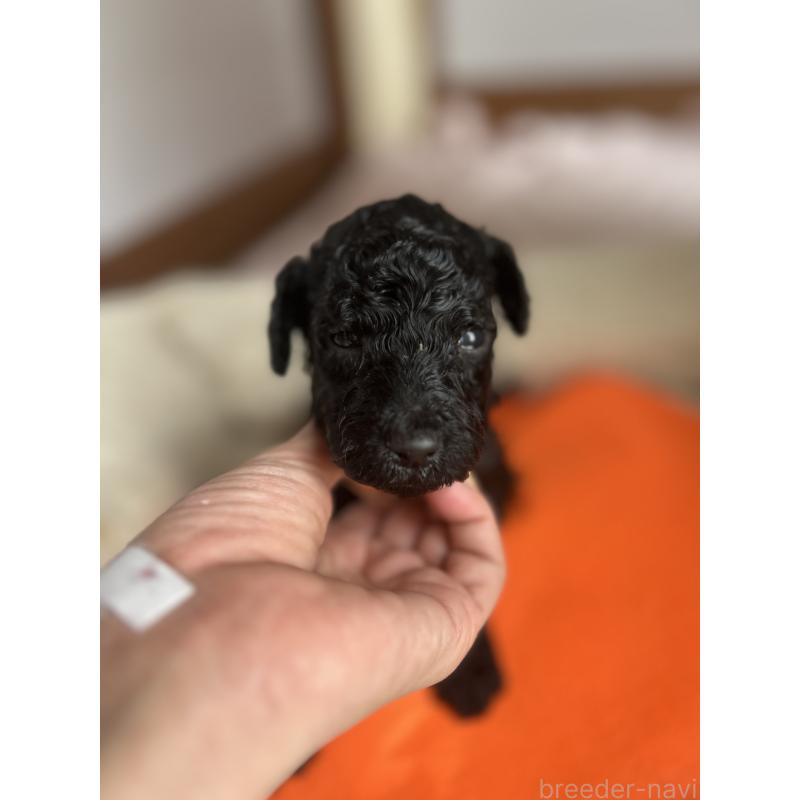 成約済の香川県のスタンダードプードル-428370の6枚目