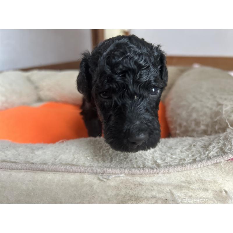 成約済の香川県のスタンダードプードル-428370の5枚目