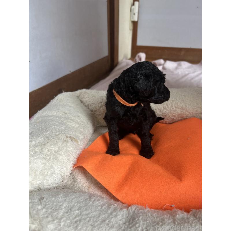 成約済の香川県のスタンダードプードル-428370の4枚目