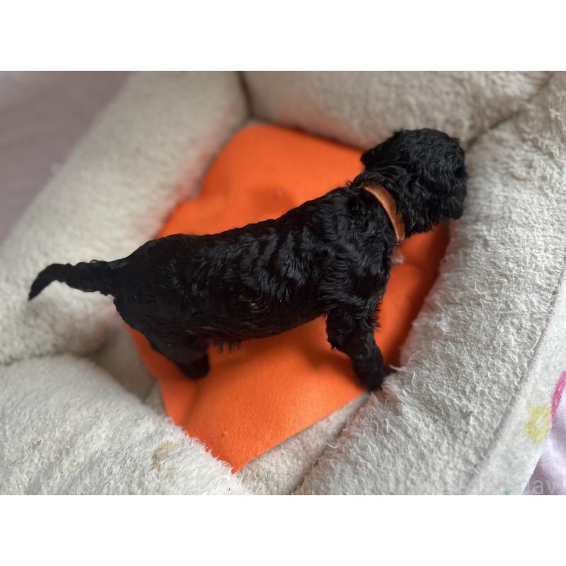 成約済の香川県のスタンダードプードル-428370の2枚目