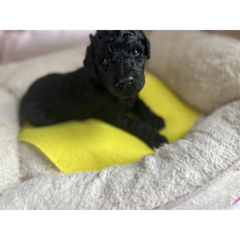 販売中の香川県のスタンダードプードル-428358の5枚目