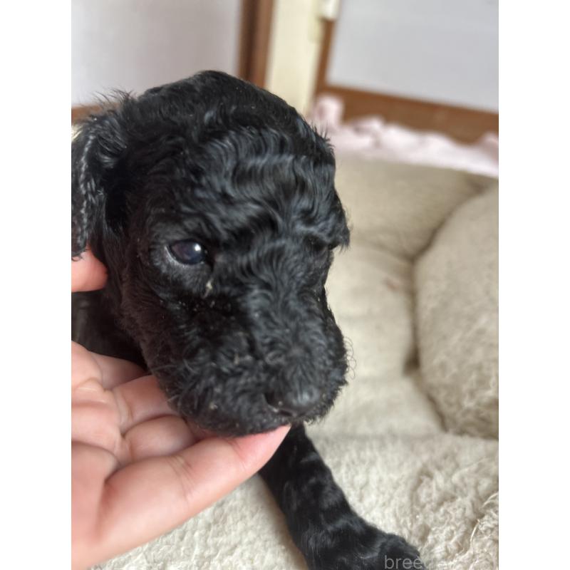 販売中の香川県のスタンダードプードル-428327の4枚目