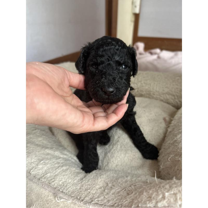 販売中の香川県のスタンダードプードル-428327の3枚目