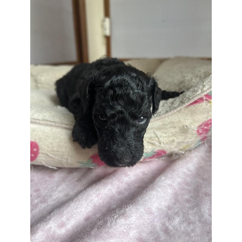 販売中の香川県のスタンダードプードル-428327の2枚目