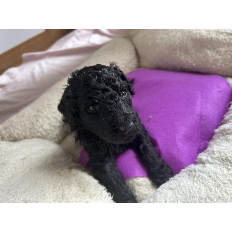 販売中の香川県のスタンダードプードル-428326の5枚目