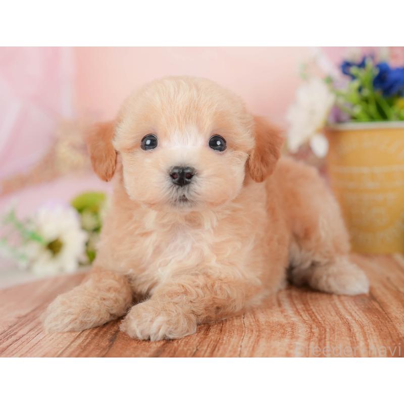 販売中の群馬県のビションプー:ビションフリーゼ×トイプードル-430077の5枚目