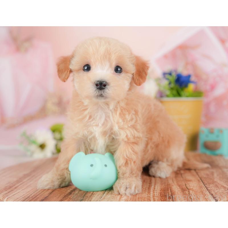 販売中の群馬県のビションプー:ビションフリーゼ×トイプードル-430077の4枚目