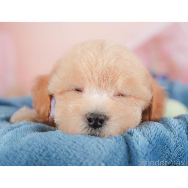 販売中の群馬県のビションプー:ビションフリーゼ×トイプードル-430077の3枚目