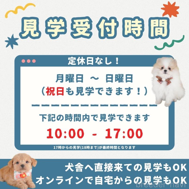 販売中の群馬県のビションプー:ビションフリーゼ×トイプードル-430075の16枚目