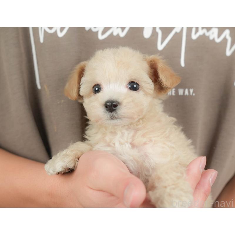 販売中の群馬県のビションプー:ビションフリーゼ×トイプードル-430075