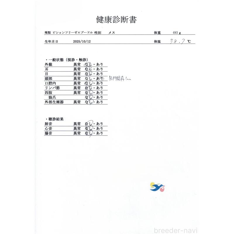 販売中の群馬県のビションプー:ビションフリーゼ×トイプードル-430075の9枚目