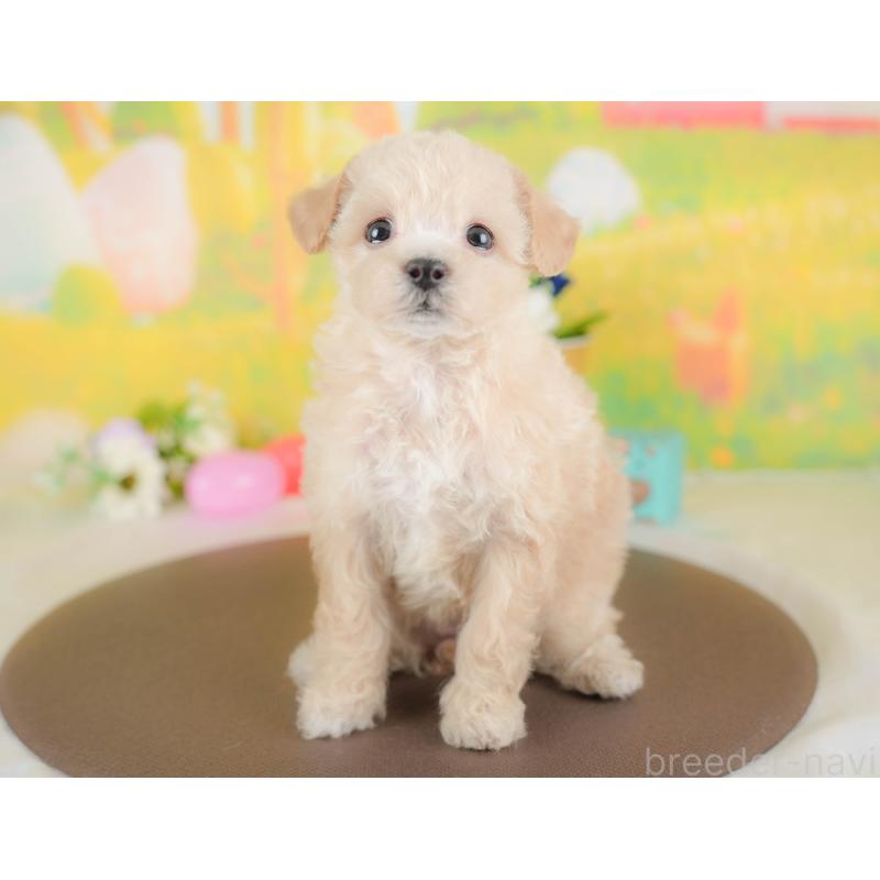 販売中の群馬県のビションプー:ビションフリーゼ×トイプードル-430075の8枚目