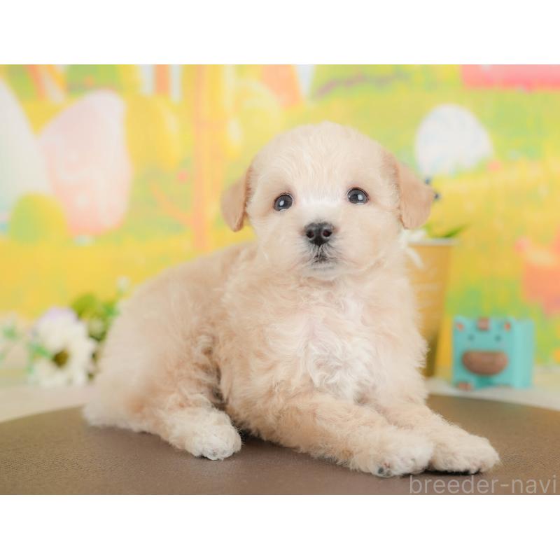 販売中の群馬県のビションプー:ビションフリーゼ×トイプードル-430075の6枚目