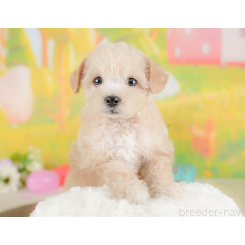 販売中の群馬県のビションプー:ビションフリーゼ×トイプードル-430075の5枚目