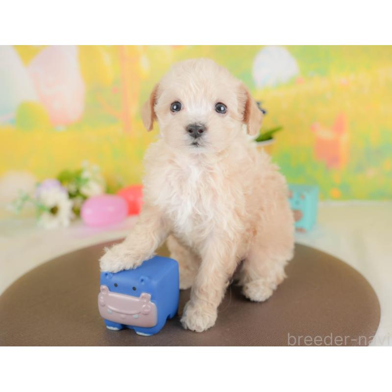 販売中の群馬県のビションプー:ビションフリーゼ×トイプードル-430075の4枚目